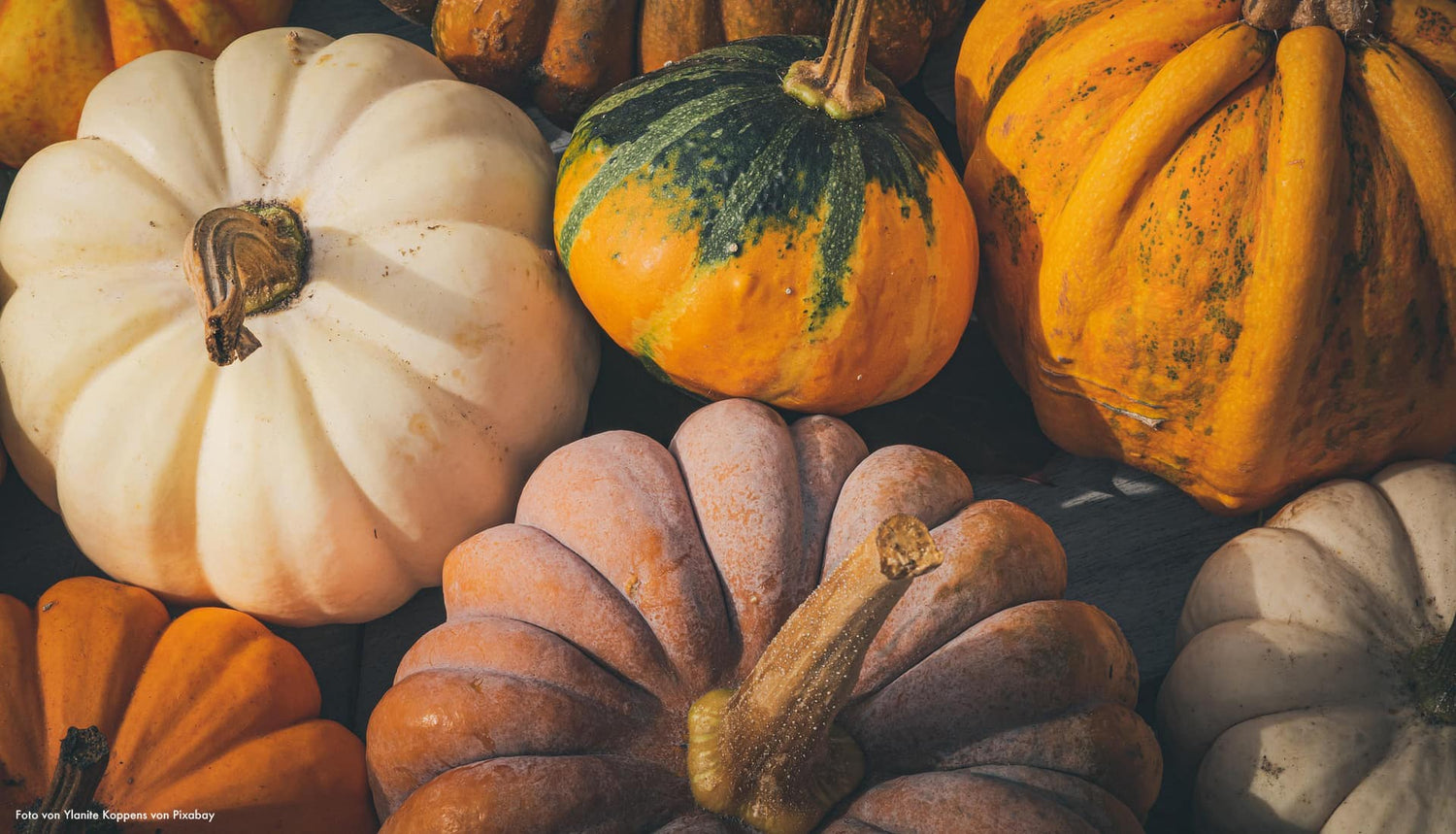 Nahaufnahme von vielen bunten, verschiedenen Kürbissen